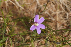 Scaevola ramosissima