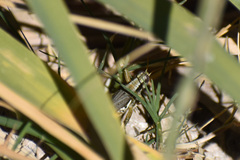 Melanoplinae