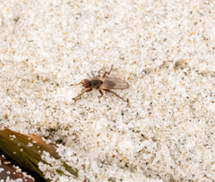 Coelopidae