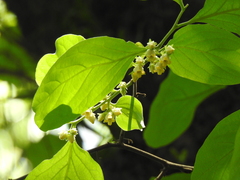 Ebenaceae