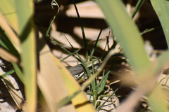 Melanoplinae