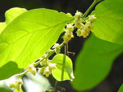 Ebenaceae