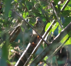 Saltator striatipectus