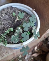 Oxalis corniculata