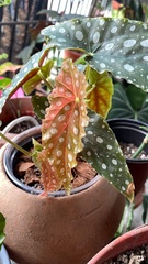 Begonia maculata