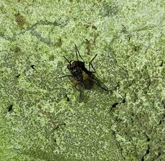 Muscidae