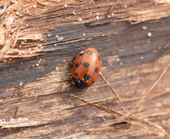 Coccinella undecimpunctata