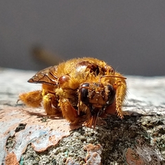 Neoxylocopa