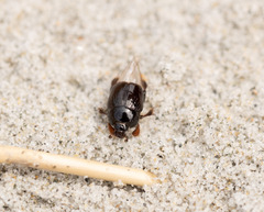 Reichardtia pedatrix