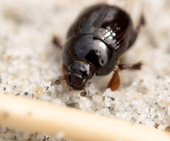 Reichardtia pedatrix