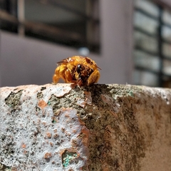 Neoxylocopa