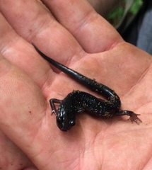 Plethodon glutinosus