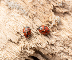 Coccinella undecimpunctata