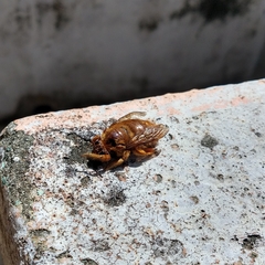 Neoxylocopa