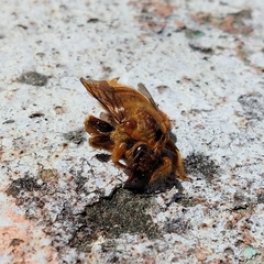 Neoxylocopa