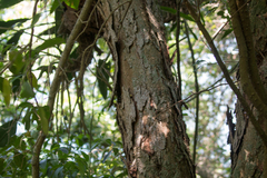 Paubrasilia echinata