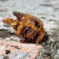 Neoxylocopa