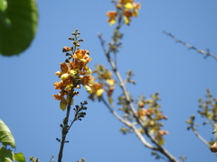 Gmelina arborea