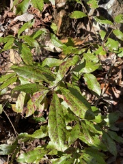 Morella caroliniensis