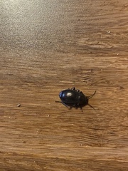 Helopini
