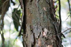 Paubrasilia echinata