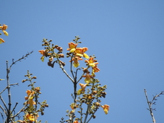Gmelina arborea
