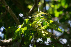 Paubrasilia echinata