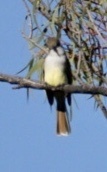 Myiarchus