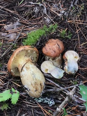 Suillus ponderosus