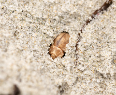 Chaerodes trachyscelides