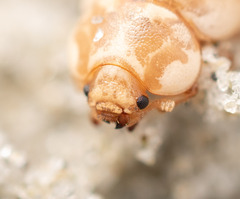 Chaerodes trachyscelides