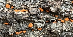 Amphilogia gyrosa