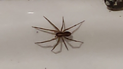 Acanthoctenus