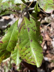 Morella caroliniensis