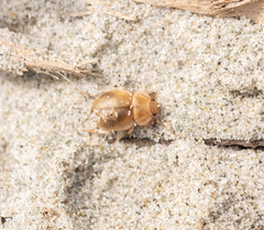 Chaerodes trachyscelides