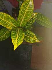 Codiaeum