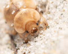 Chaerodes trachyscelides