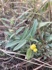 Crotalaria sagittalis