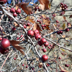 Crataegus dsungarica