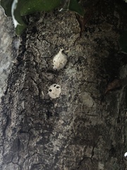 Tremella fuciformis
