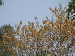 Gmelina arborea