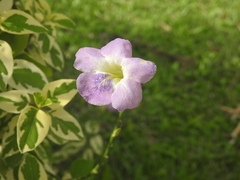 Acanthoideae