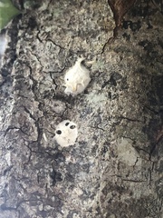 Tremella fuciformis