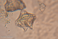 Miozoa