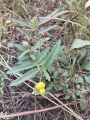 Crotalaria sagittalis