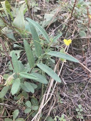 Crotalaria sagittalis
