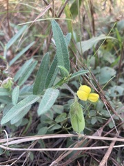 Crotalaria sagittalis
