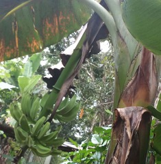 Musa