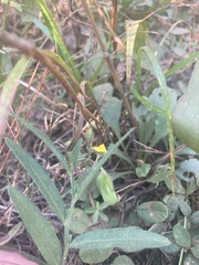 Crotalaria sagittalis