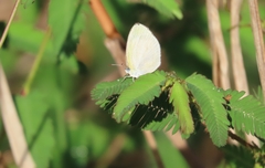 Eurema agave